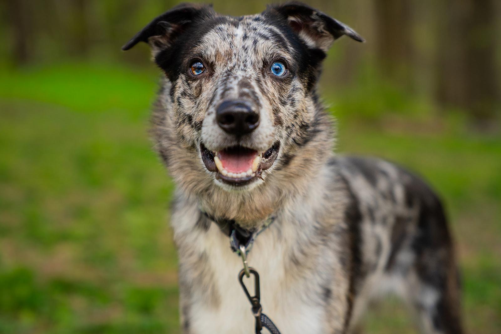 Enlarge Jasper, a ADOPTABLE mixed breed in Dellslow, WV image 2/6