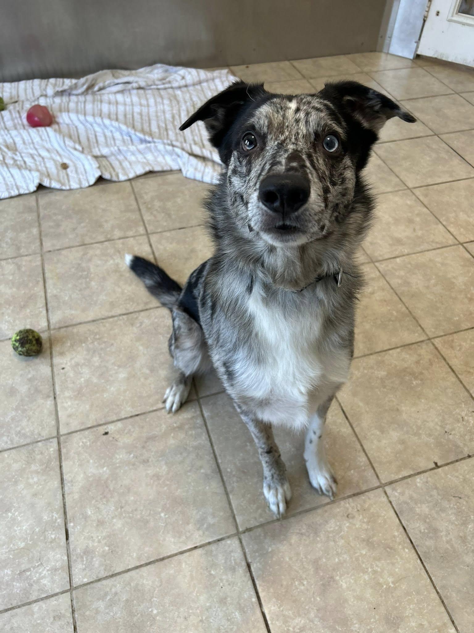 Enlarge Jasper, a ADOPTABLE mixed breed in Dellslow, WV image 4/5