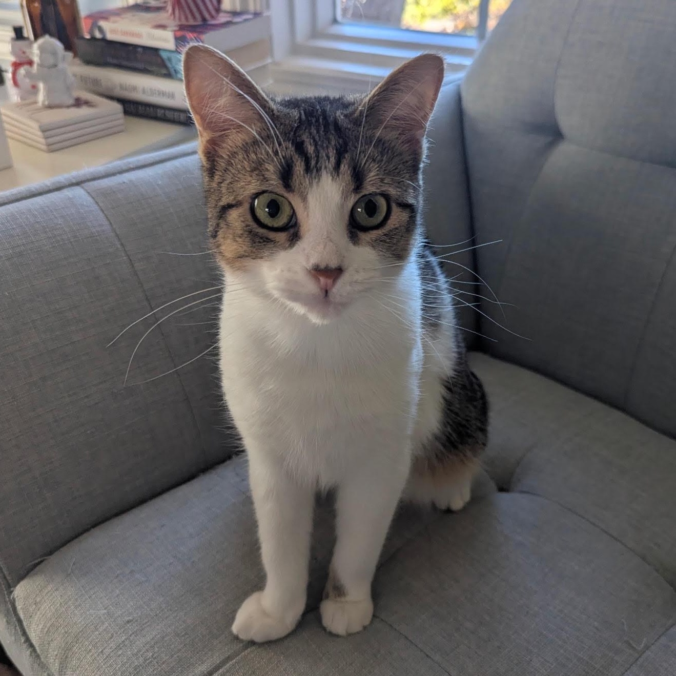 Enlarge Tabitha, a Adoptable Tabby in Uxbridge, ON image 1/3