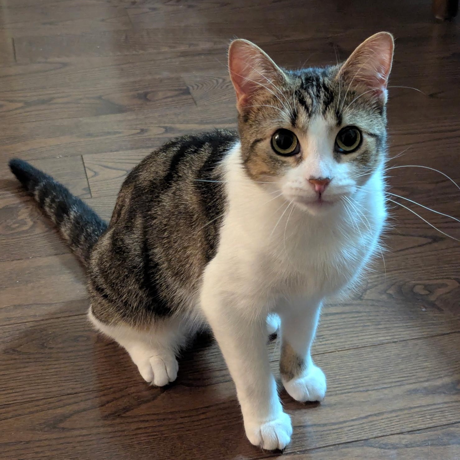 Enlarge Tabitha, a Adoptable Tabby in Uxbridge, ON image 3/3