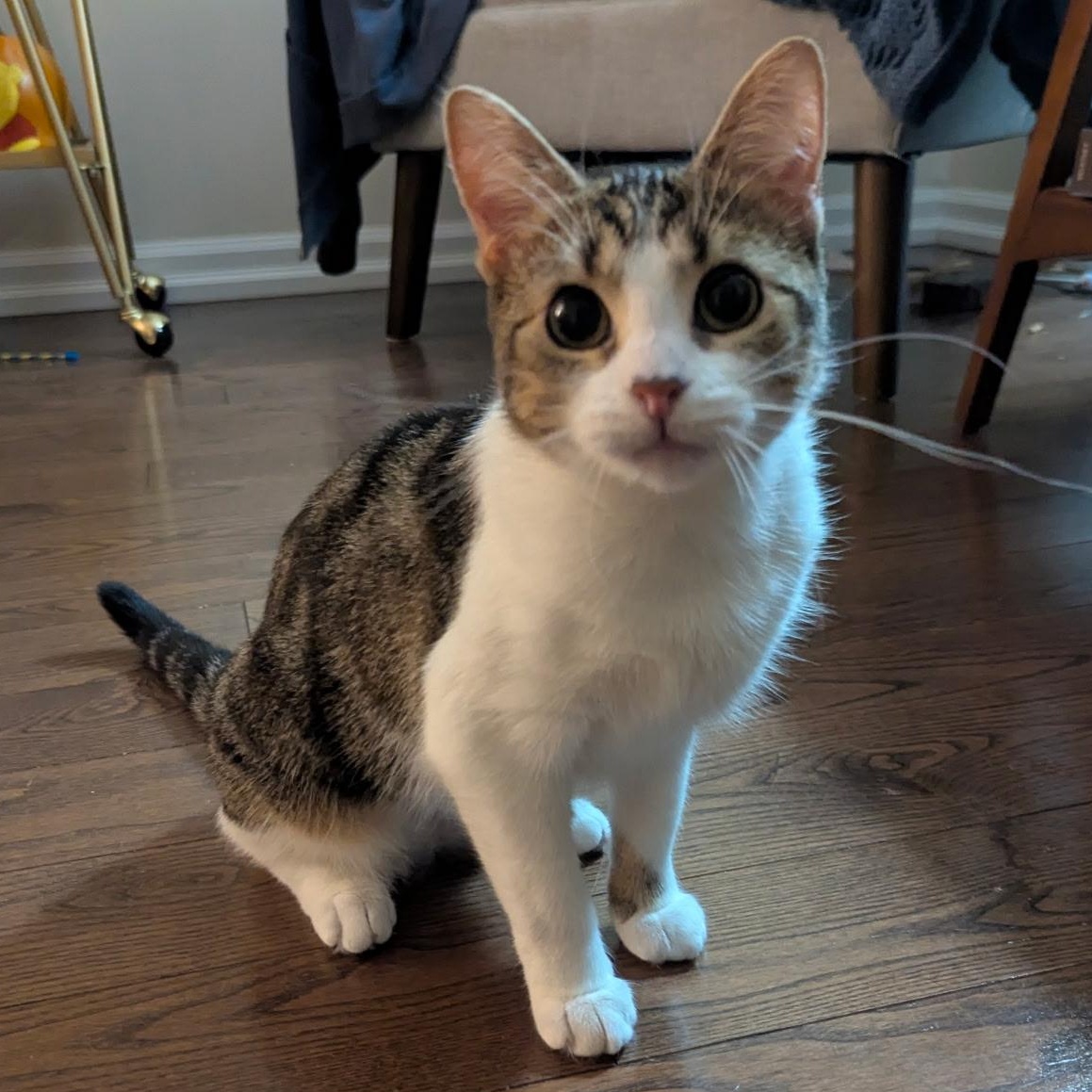 Tabitha, Adoptable, Young Female Tabby.