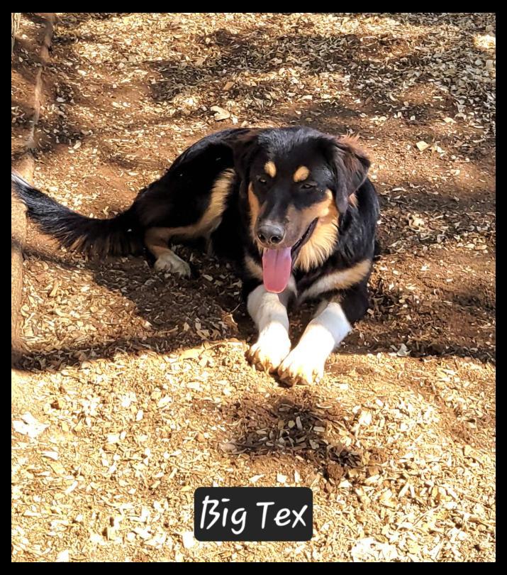 Big Tex, Adoptable, Young Male Australian Shepherd & Great Pyrenees.
