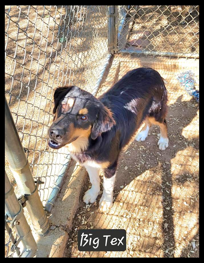 Enlarge Big Tex, a Adoptable mixed breed in Granbury, TX image 2/2