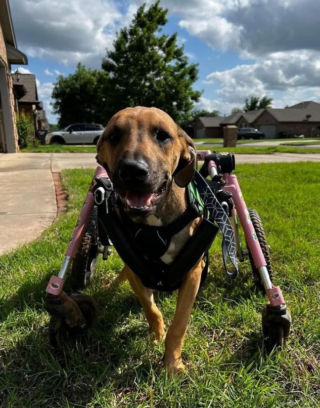 Tanner, a Adoptable mixed breed in Warr Acres, OK image 1/6