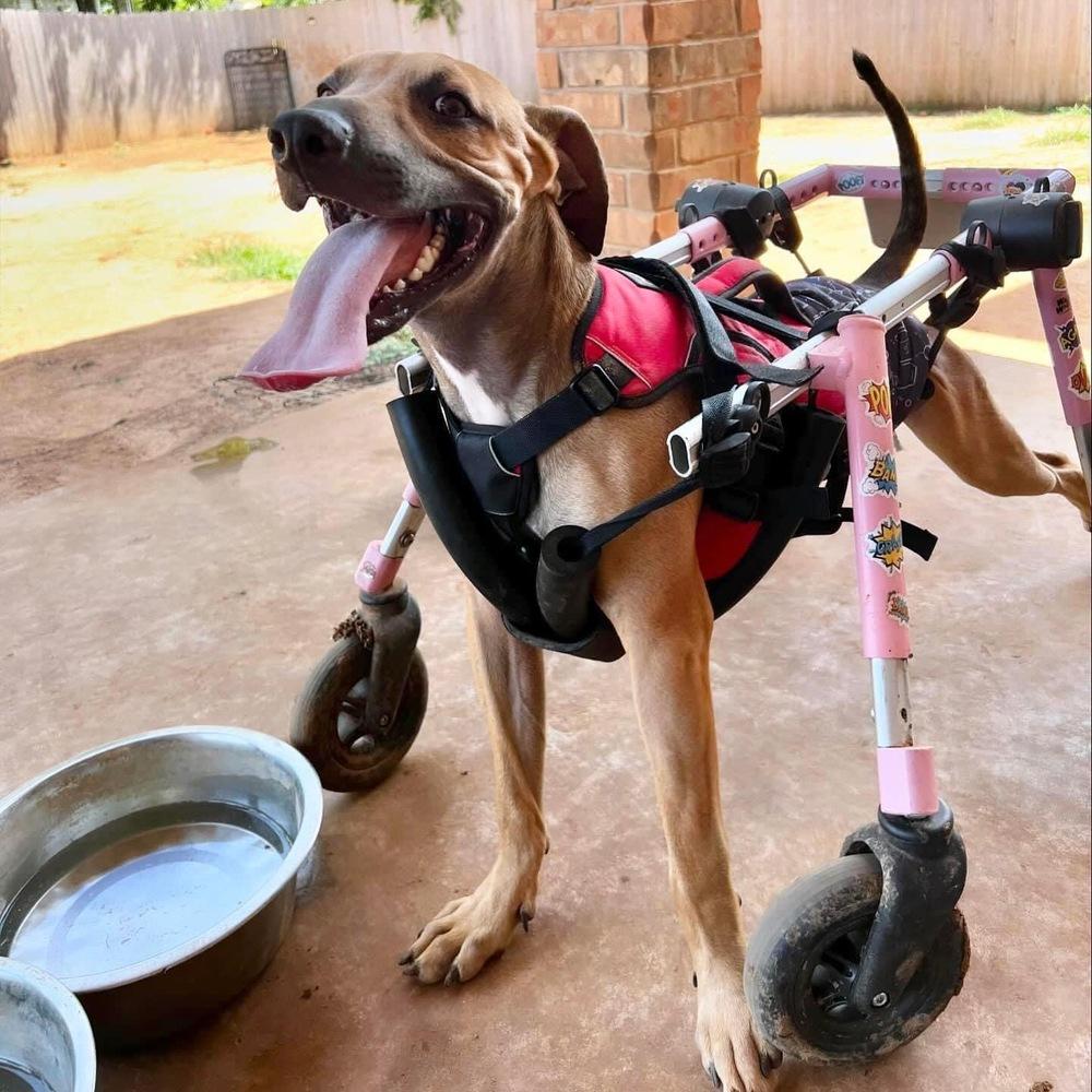Tanner, a Adoptable mixed breed in Warr Acres, OK image 2/6