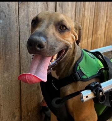 Tanner, a Adoptable mixed breed in Warr Acres, OK image 3/6