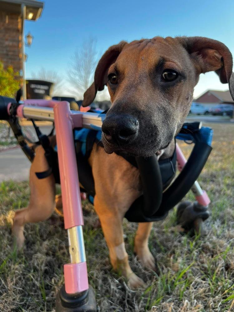 Tanner, a Adoptable mixed breed in Warr Acres, OK image 5/6