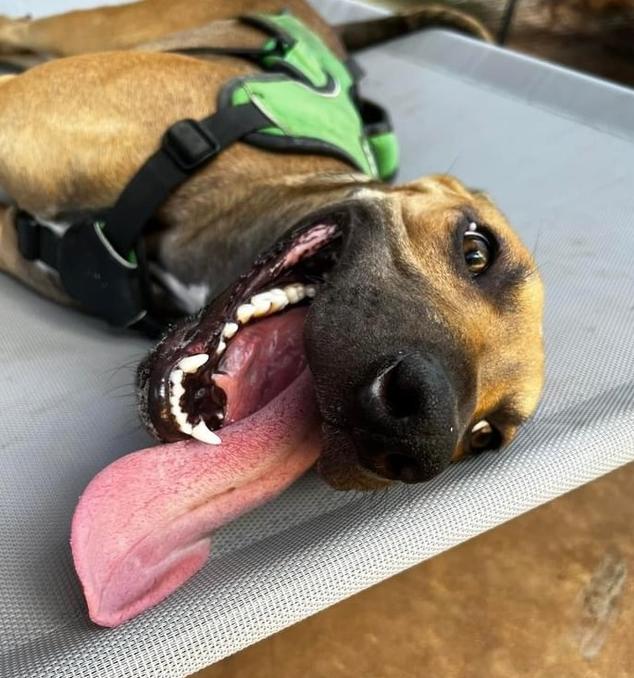 Tanner, a Adoptable mixed breed in Warr Acres, OK image 6/6