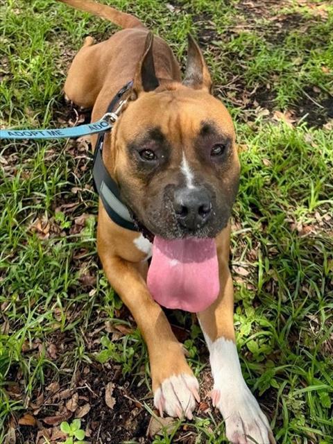 Enlarge FRANKIE, a Adoptable mixed breed in Miami, FL image 1/1
