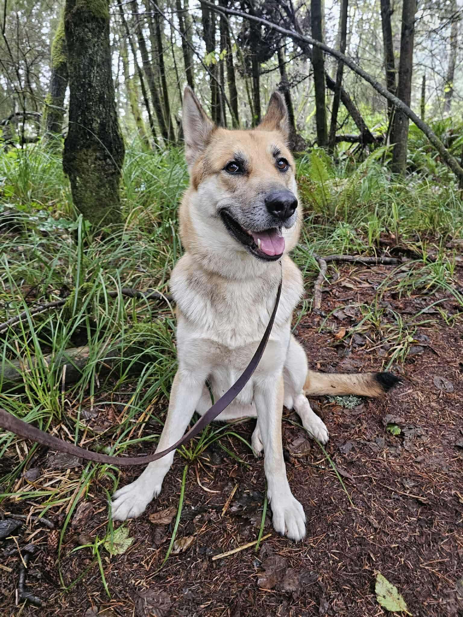 Enlarge Bonnie, a ADOPTABLE mixed breed in Battle Ground, WA image 3/3