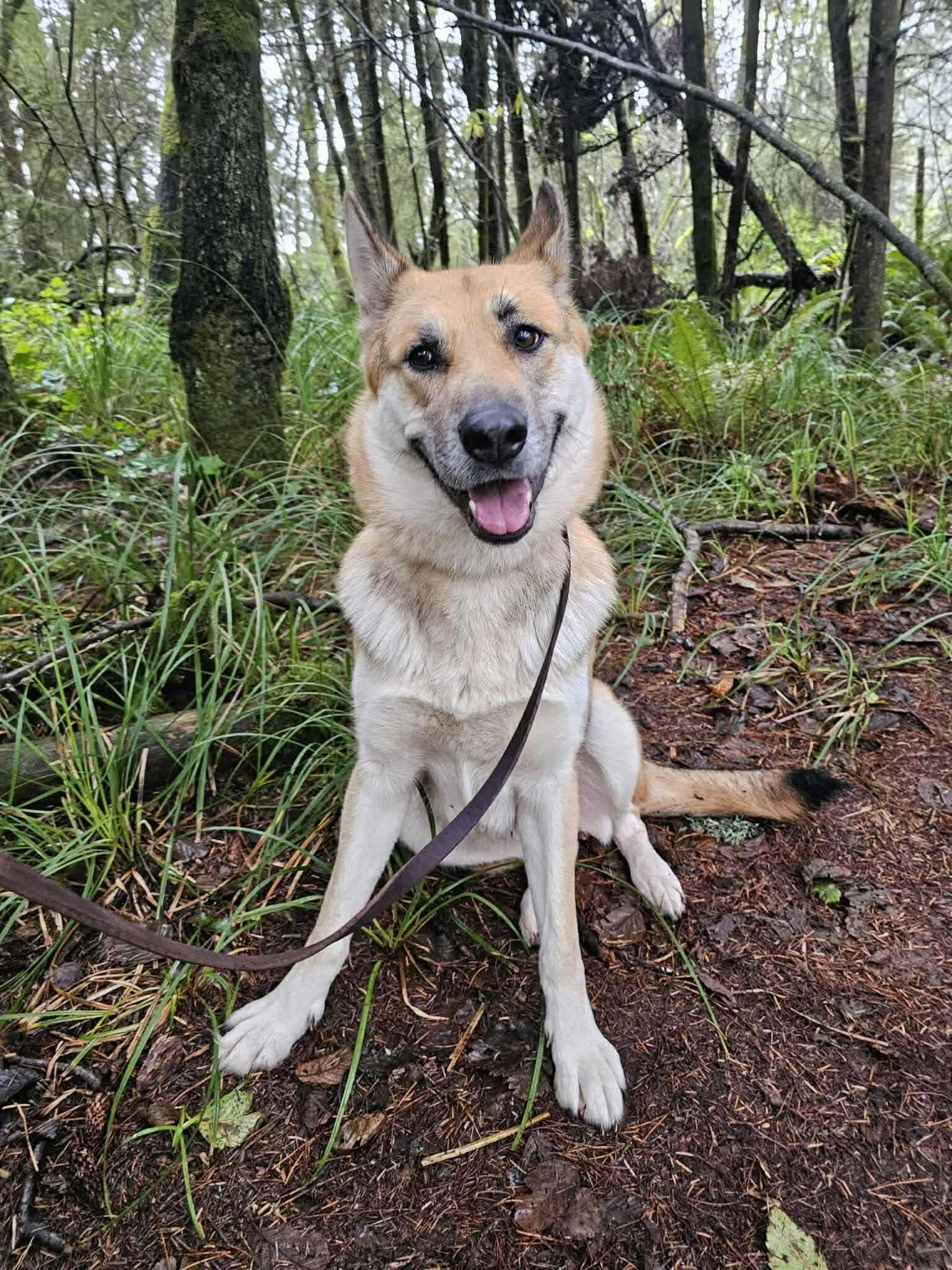 Enlarge Bonnie, a ADOPTABLE mixed breed in Battle Ground, WA image 2/3