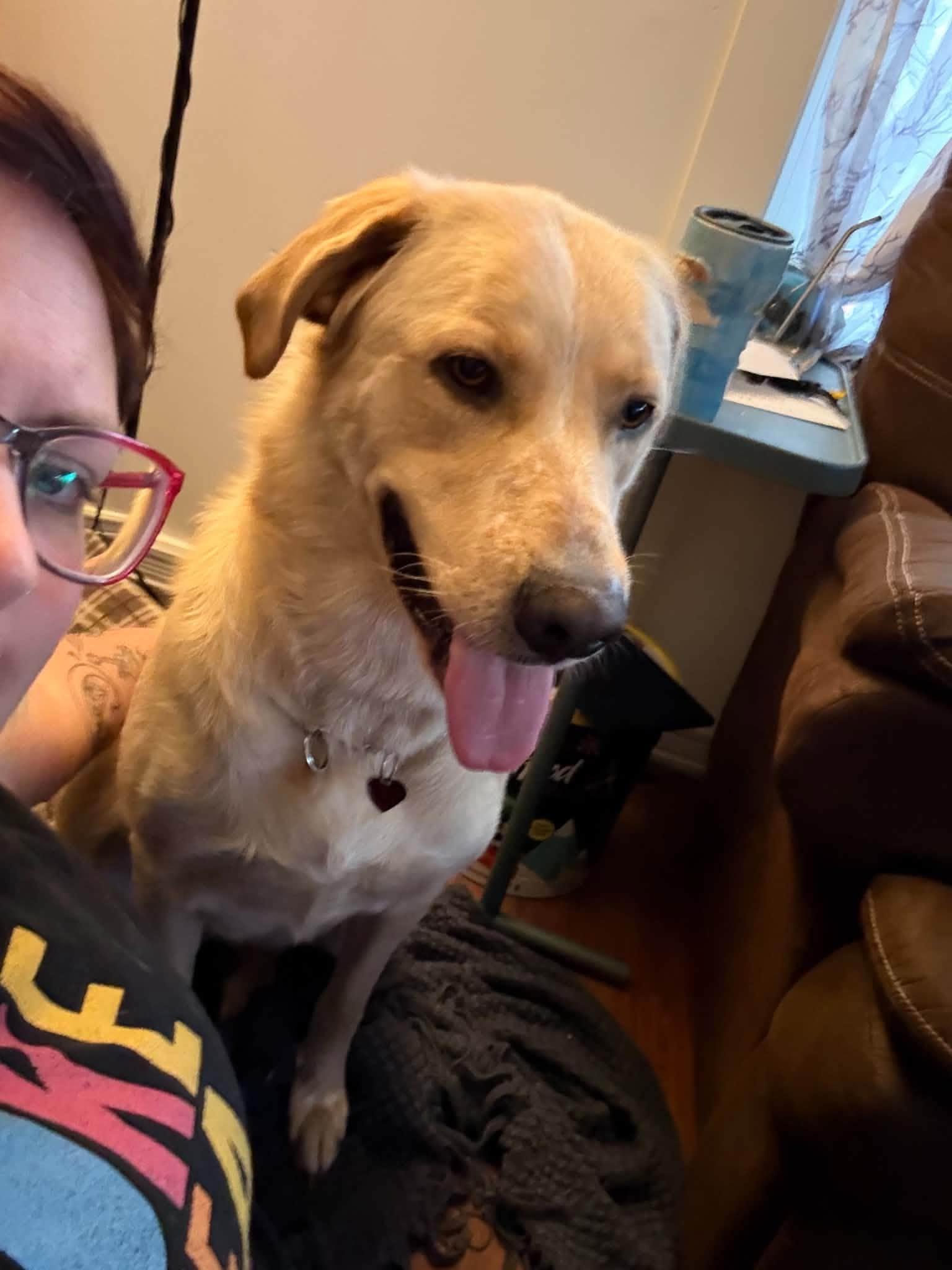 Enlarge Stella, a Adoptable Labrador Retriever in Woodstock, ON image 2/5