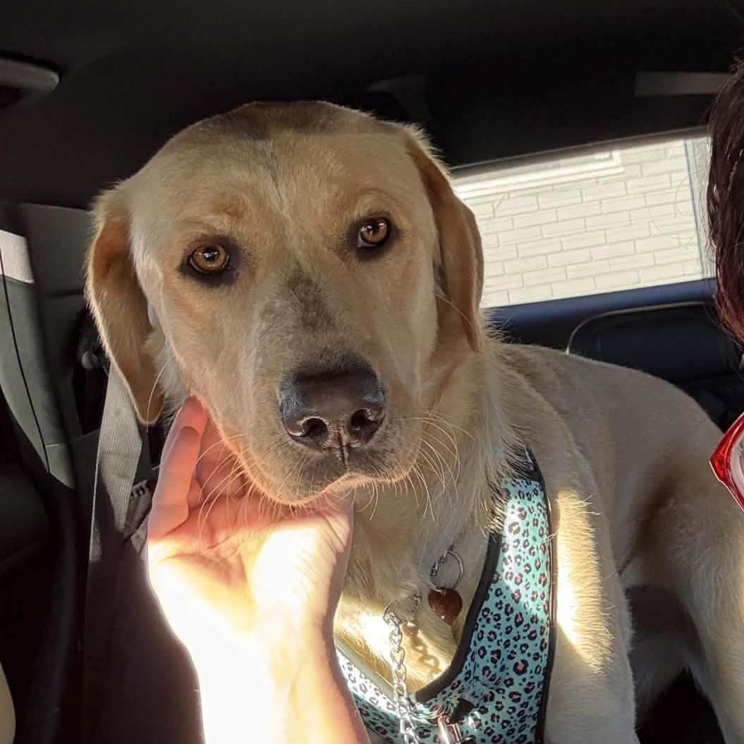 Stella, Adoptable, Young Female Labrador Retriever.