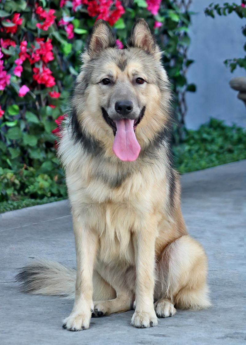Howie von Holzen", a Adoptable German Shepherd Dog in Los Angeles, CA image 4/6