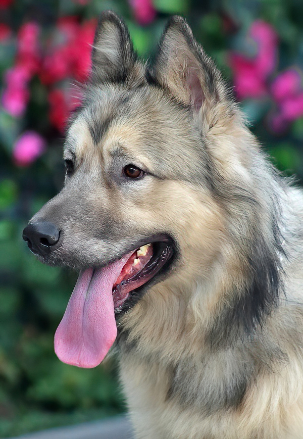 Howie von Holzen", a Adoptable German Shepherd Dog in Los Angeles, CA image 3/6