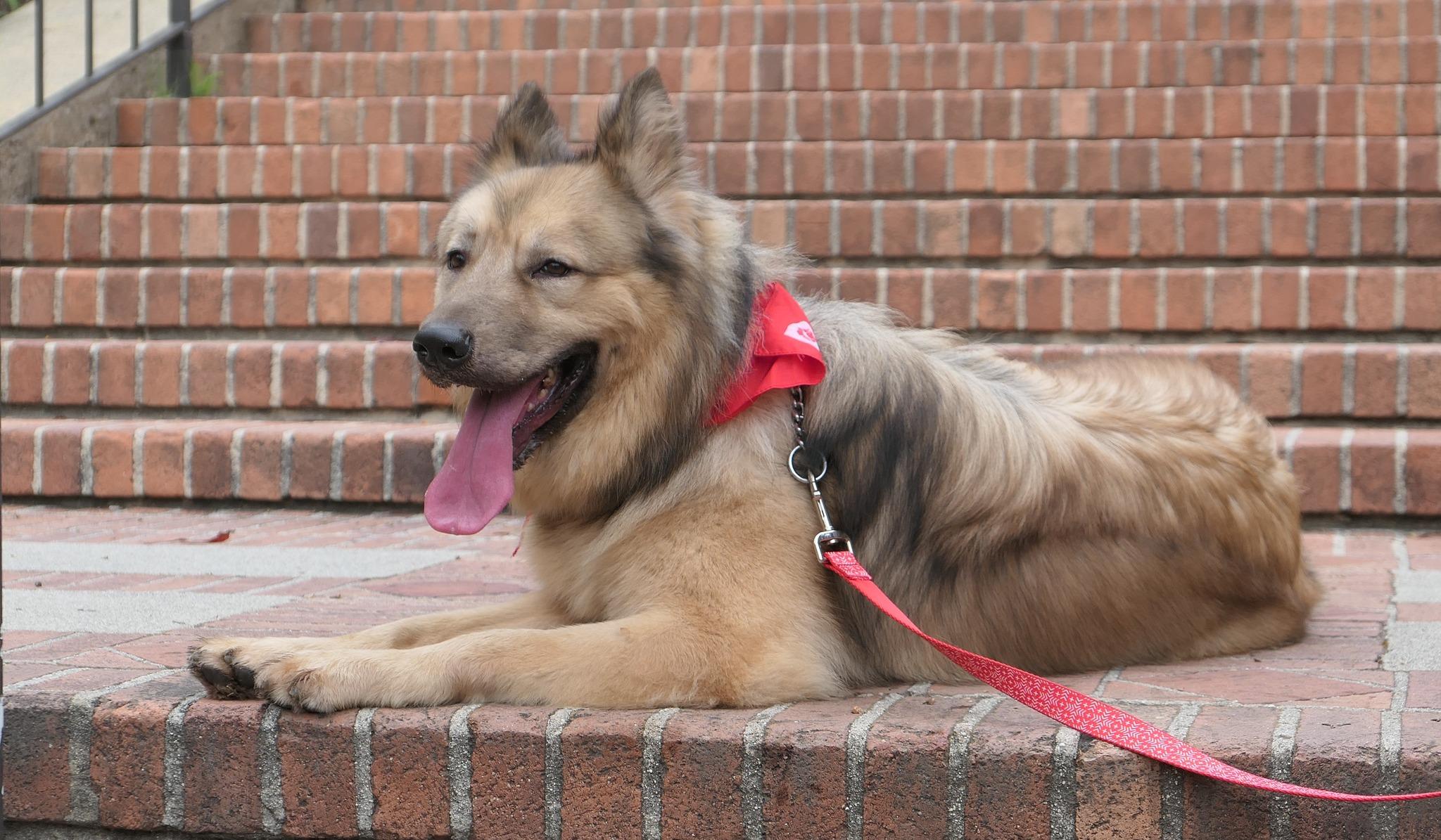 Howie von Holzen", a Adoptable German Shepherd Dog in Los Angeles, CA image 5/6