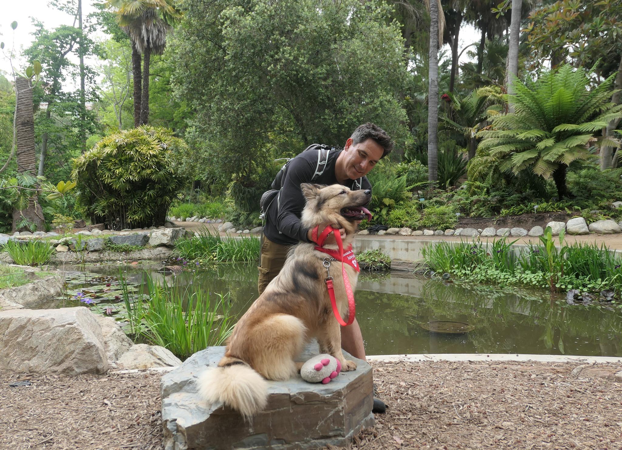 Howie von Holzen", a Adoptable German Shepherd Dog in Los Angeles, CA image 2/6