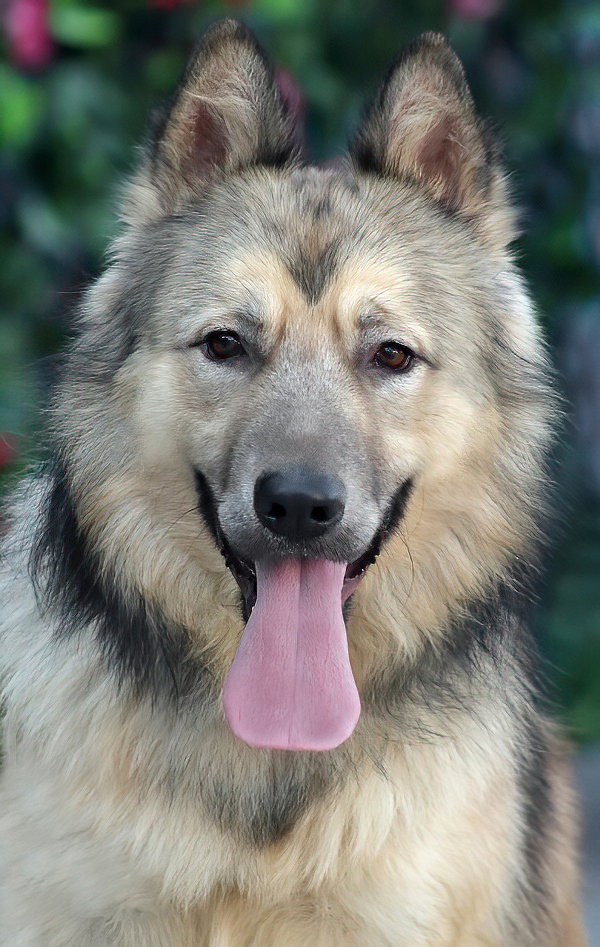 Howie von Holzen", a Adoptable German Shepherd Dog in Los Angeles, CA image 1/6