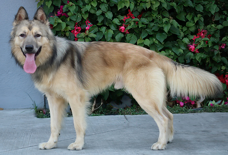 Howie von Holzen", a Adoptable German Shepherd Dog in Los Angeles, CA image 6/6