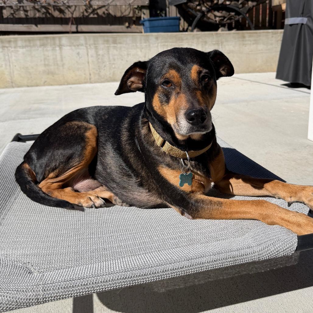 Enlarge Swisher, a ADOPTABLE mixed breed in Kansas City, KS image 2/4