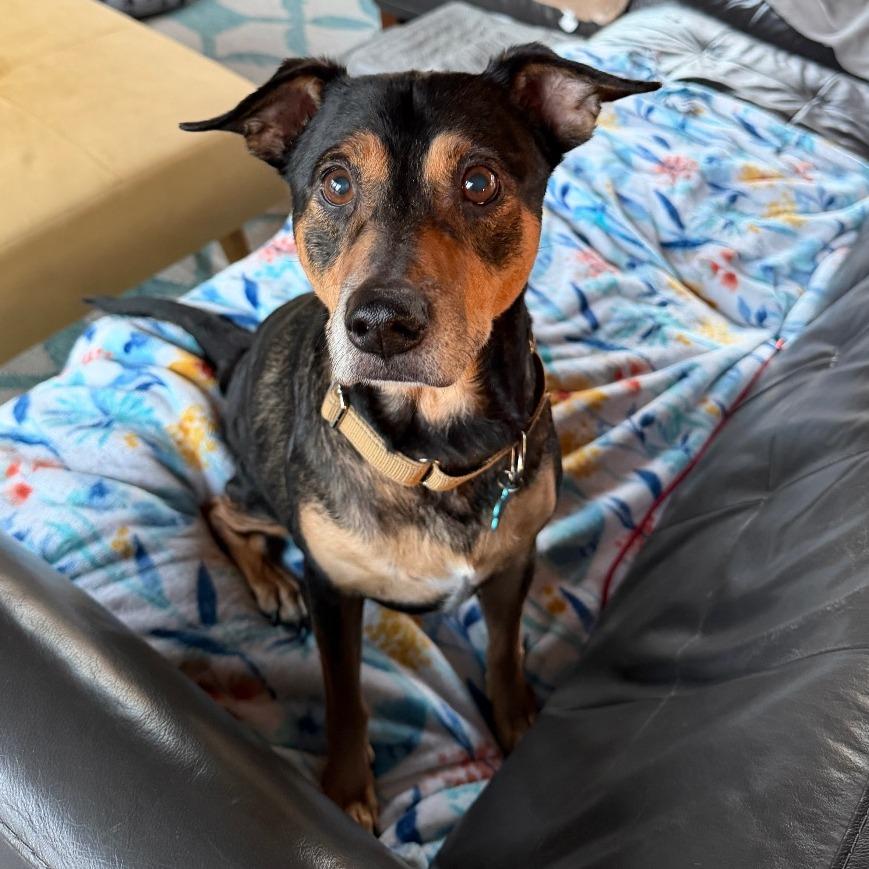 Enlarge Swisher, a ADOPTABLE mixed breed in Kansas City, KS image 1/2