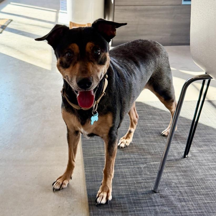 Enlarge Swisher, a ADOPTABLE mixed breed in Kansas City, KS image 2/2