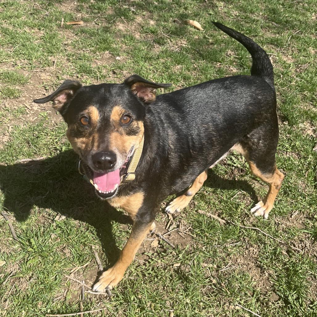Enlarge Swisher, a ADOPTABLE mixed breed in Kansas City, KS image 1/4
