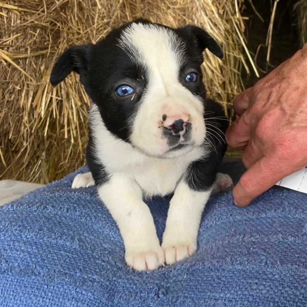 Ring Around the Rosie (in PA), Adoptable, Puppy Female Australian Shepherd.