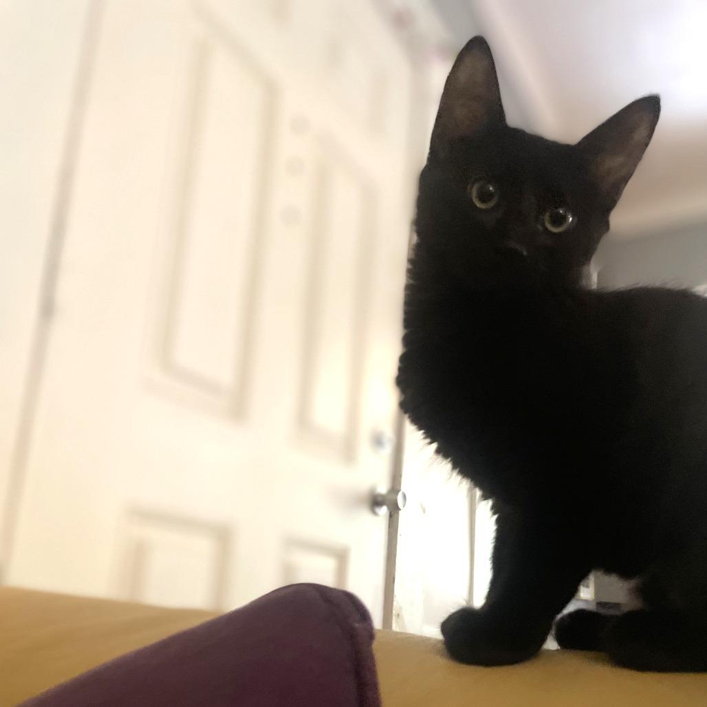 Ham, Adoptable, Kitten Female Domestic Medium Hair.