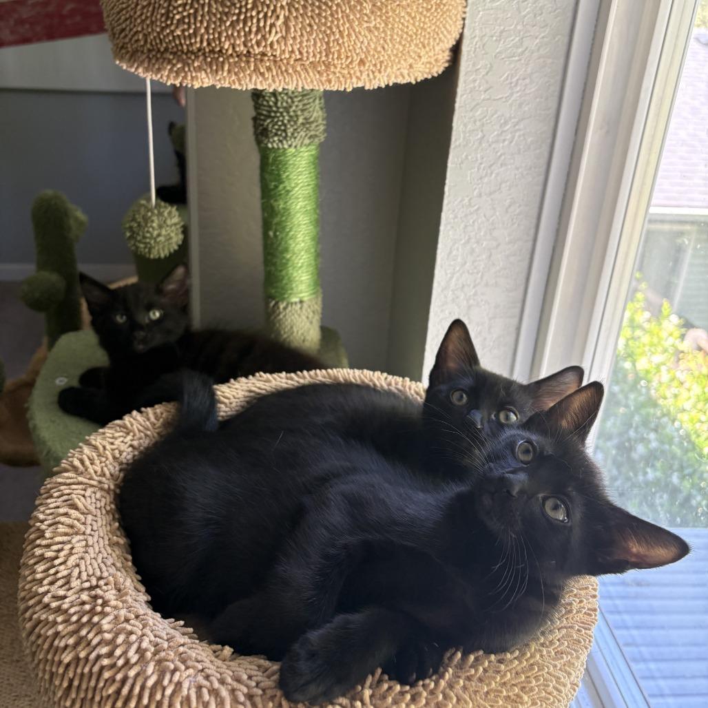 Enlarge Ham, a Adoptable Domestic Medium Hair in Washougal, WA image 2/6