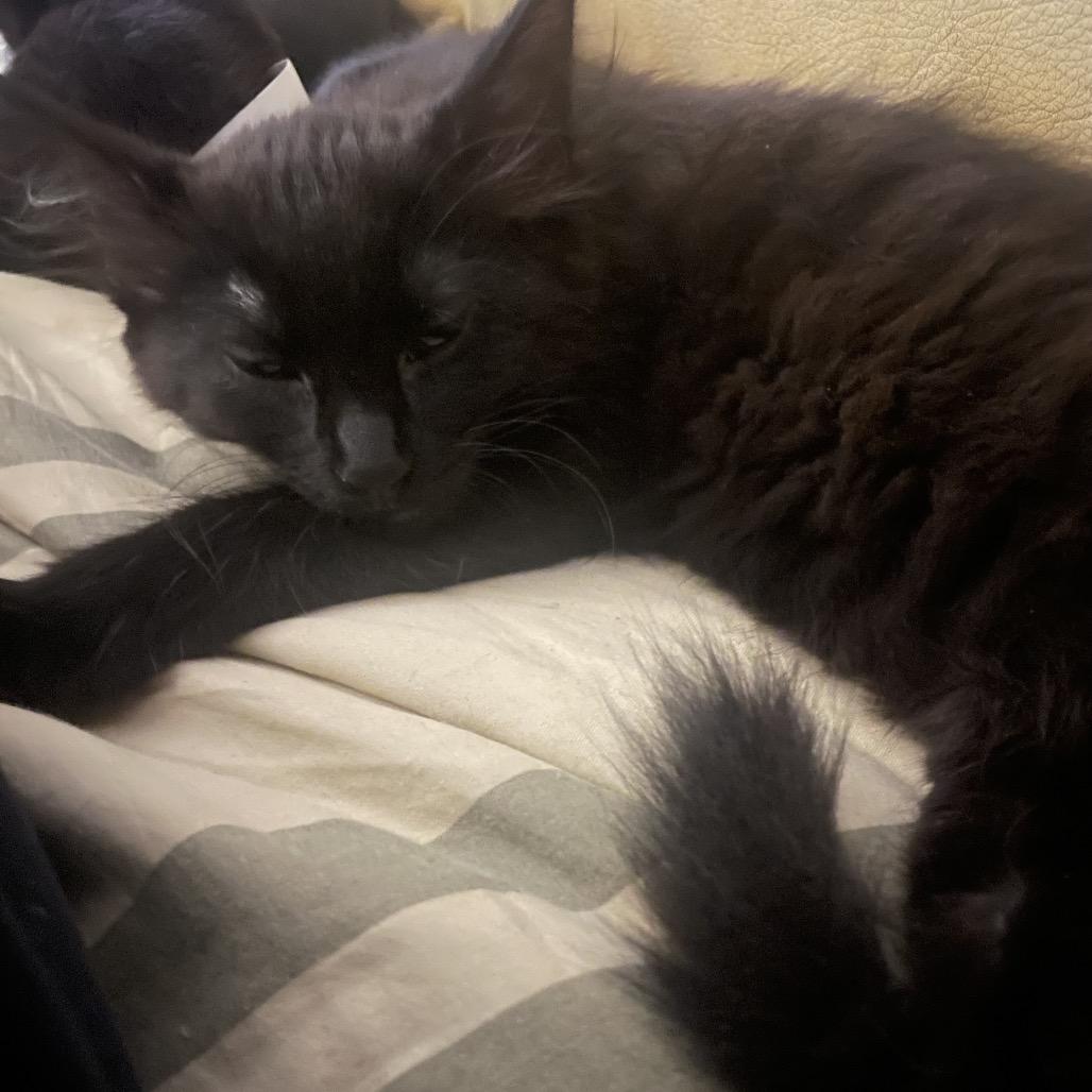 Enlarge Ham, a Adoptable Domestic Medium Hair in Washougal, WA image 3/6