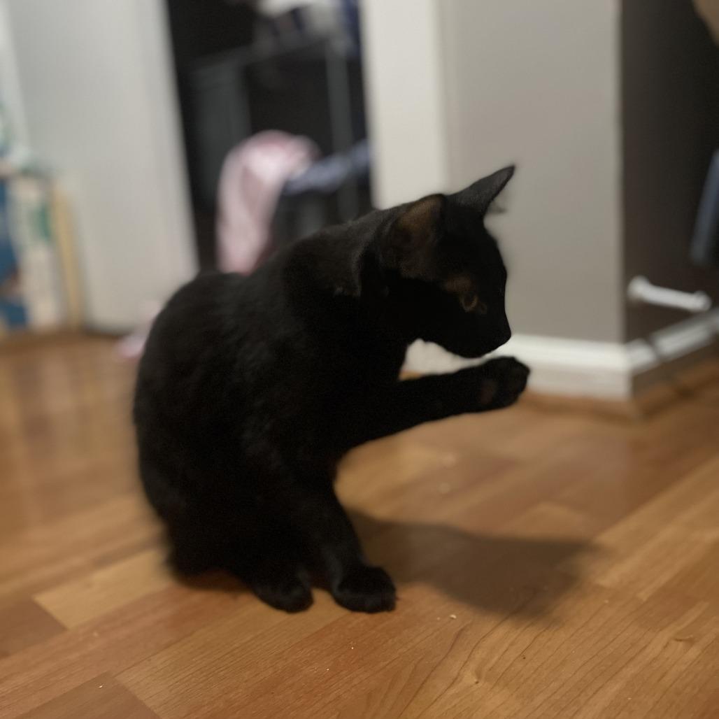 Enlarge Ham, a Adoptable Domestic Medium Hair in Washougal, WA image 4/6