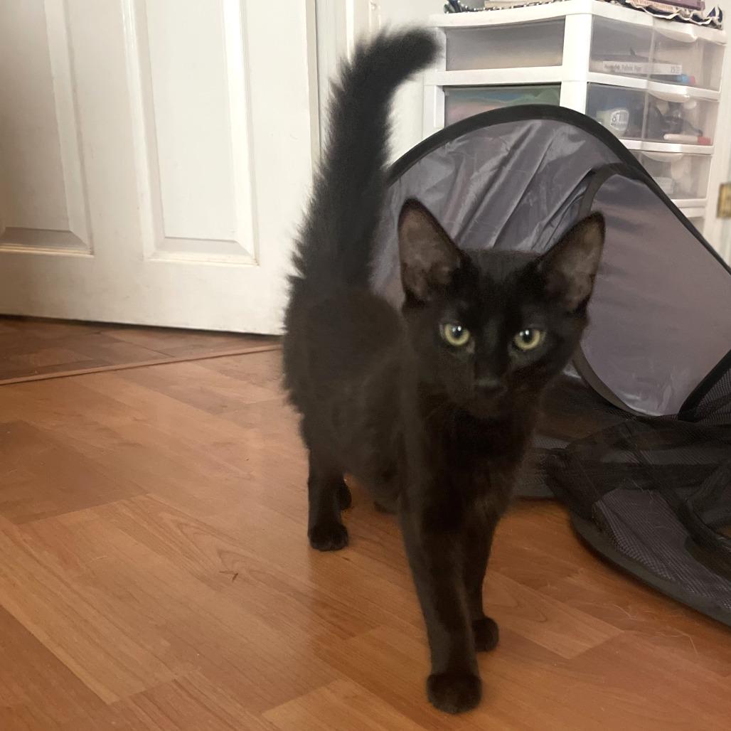 Enlarge Ham, a Adoptable Domestic Medium Hair in Washougal, WA image 5/6
