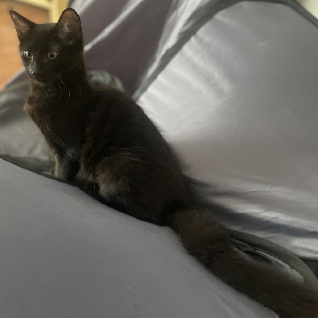 Enlarge Ham, a Adoptable Domestic Medium Hair in Washougal, WA image 6/6