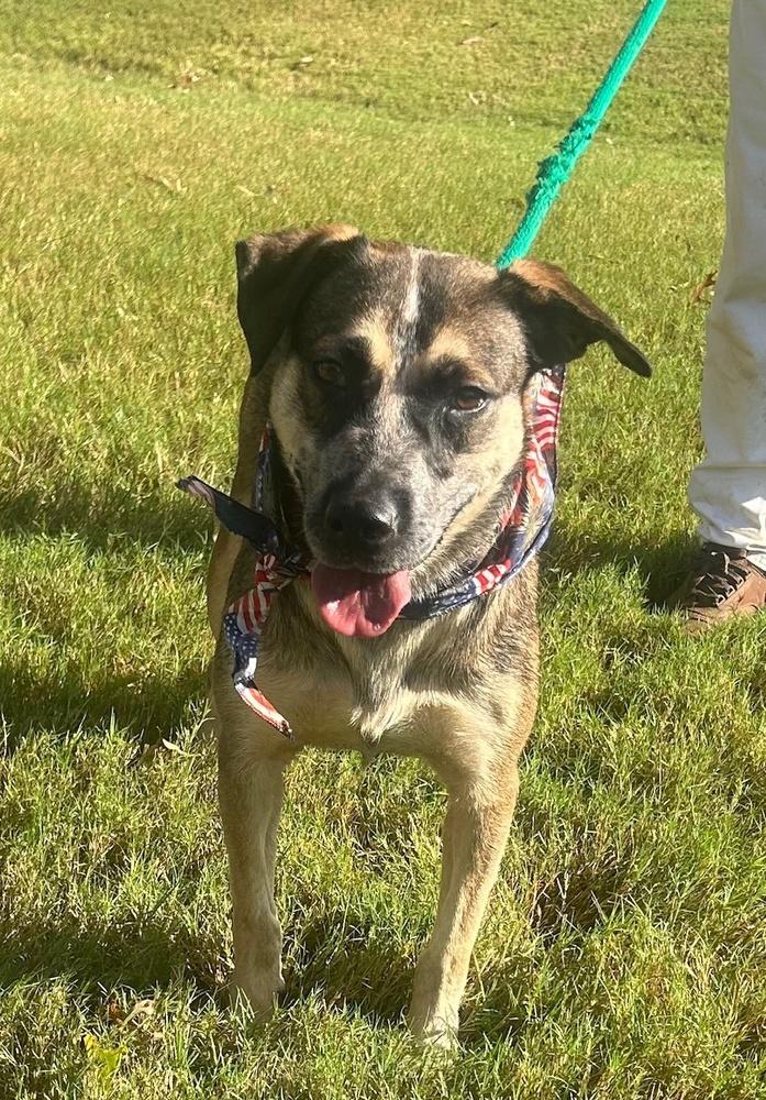 Rascal, Adoptable, Young Female Cattle Dog & Shepherd.