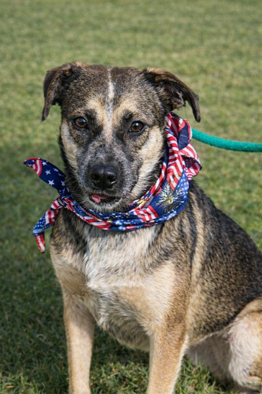 Rascal, a Adoptable mixed breed in Lancaster, PA image 2/6