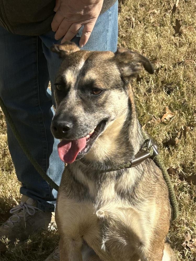 Rascal, a Adoptable mixed breed in Lancaster, PA image 4/6