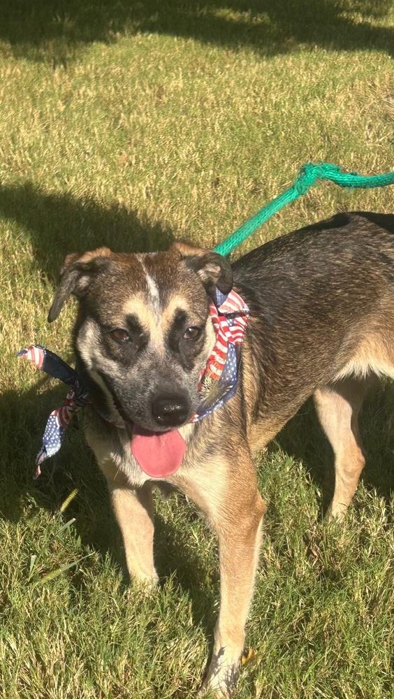 Rascal, a Adoptable mixed breed in Lancaster, PA image 5/6