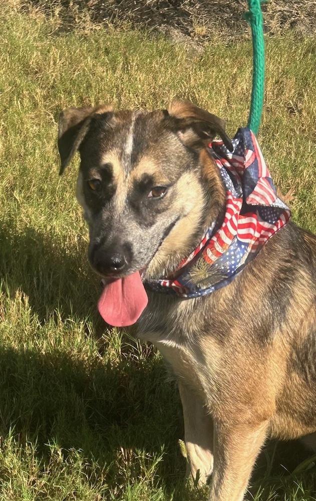 Rascal, a Adoptable mixed breed in Lancaster, PA image 6/6