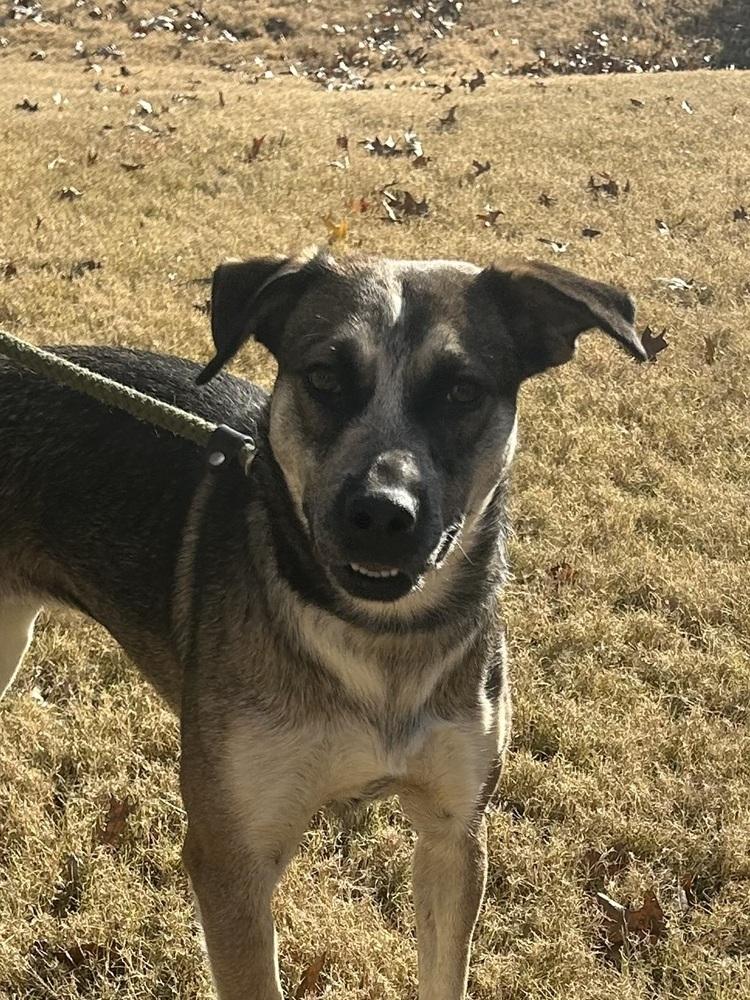 Rascal, a Adoptable mixed breed in Lancaster, PA image 3/6