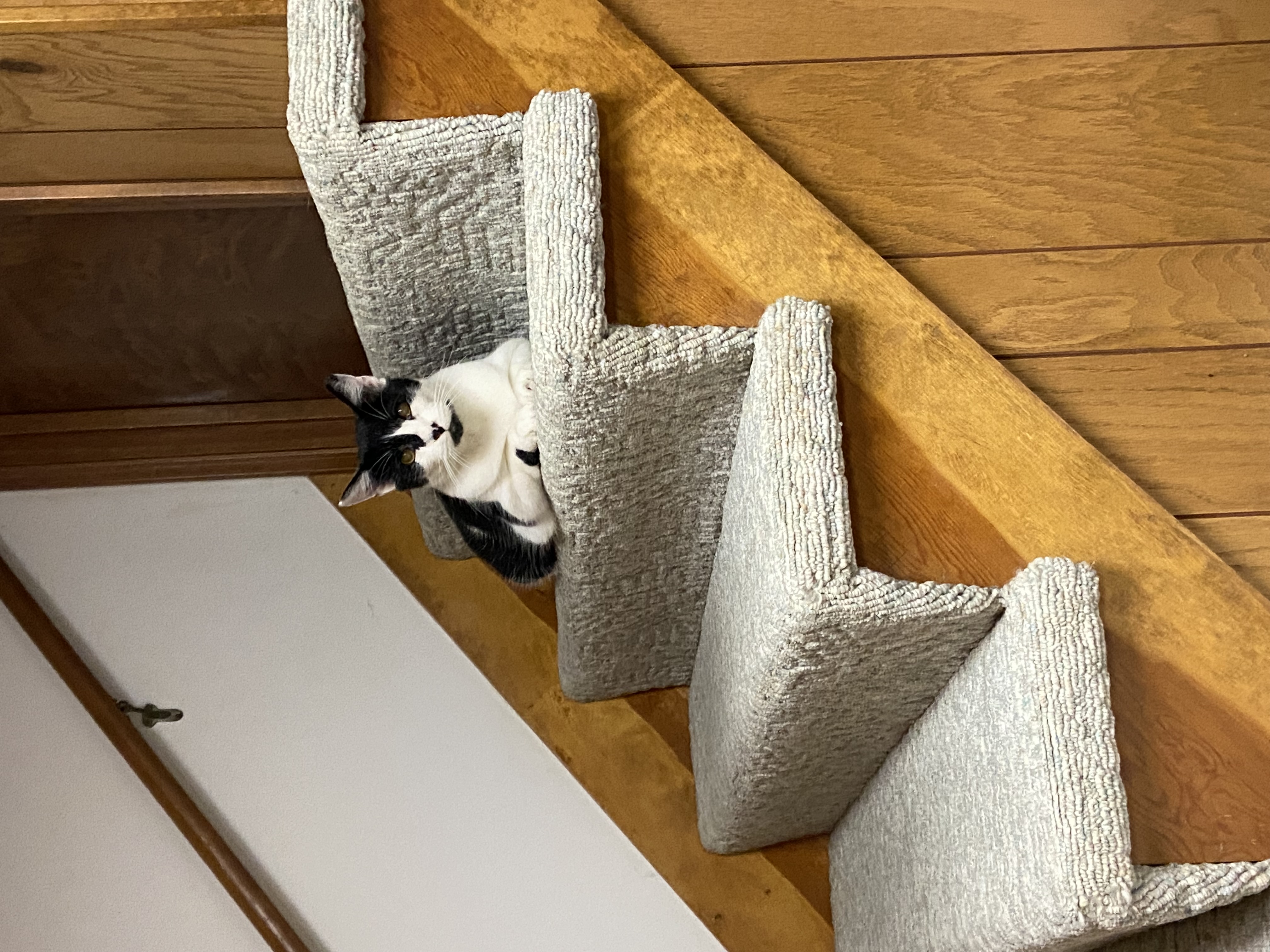 Enlarge BW, a Adopted American Shorthair in Shawnee, KS image 1/1