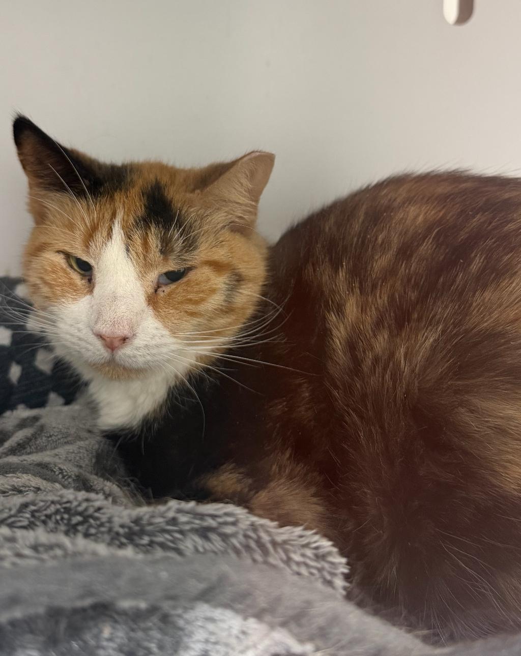 Enlarge Delilah, a ADOPTABLE Domestic Short Hair in Sussex, NJ image 1/1