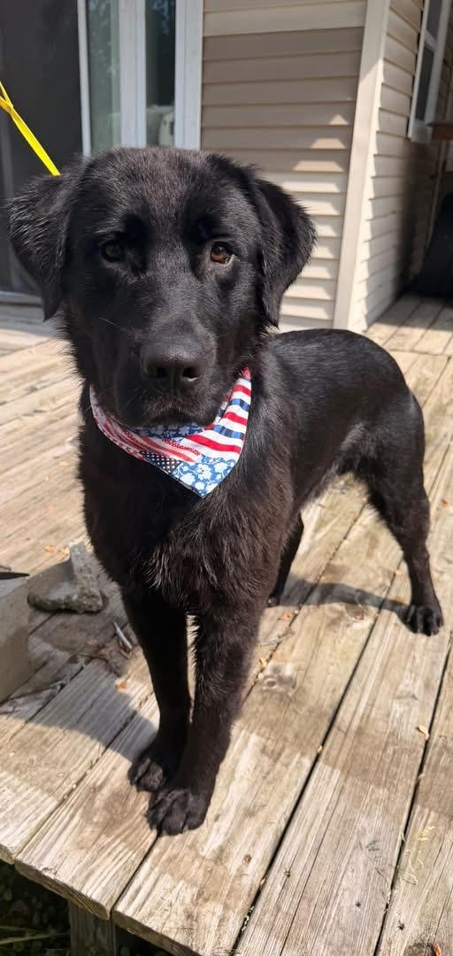 Corduroy, adopted, Young Male Black Labrador Retriever.