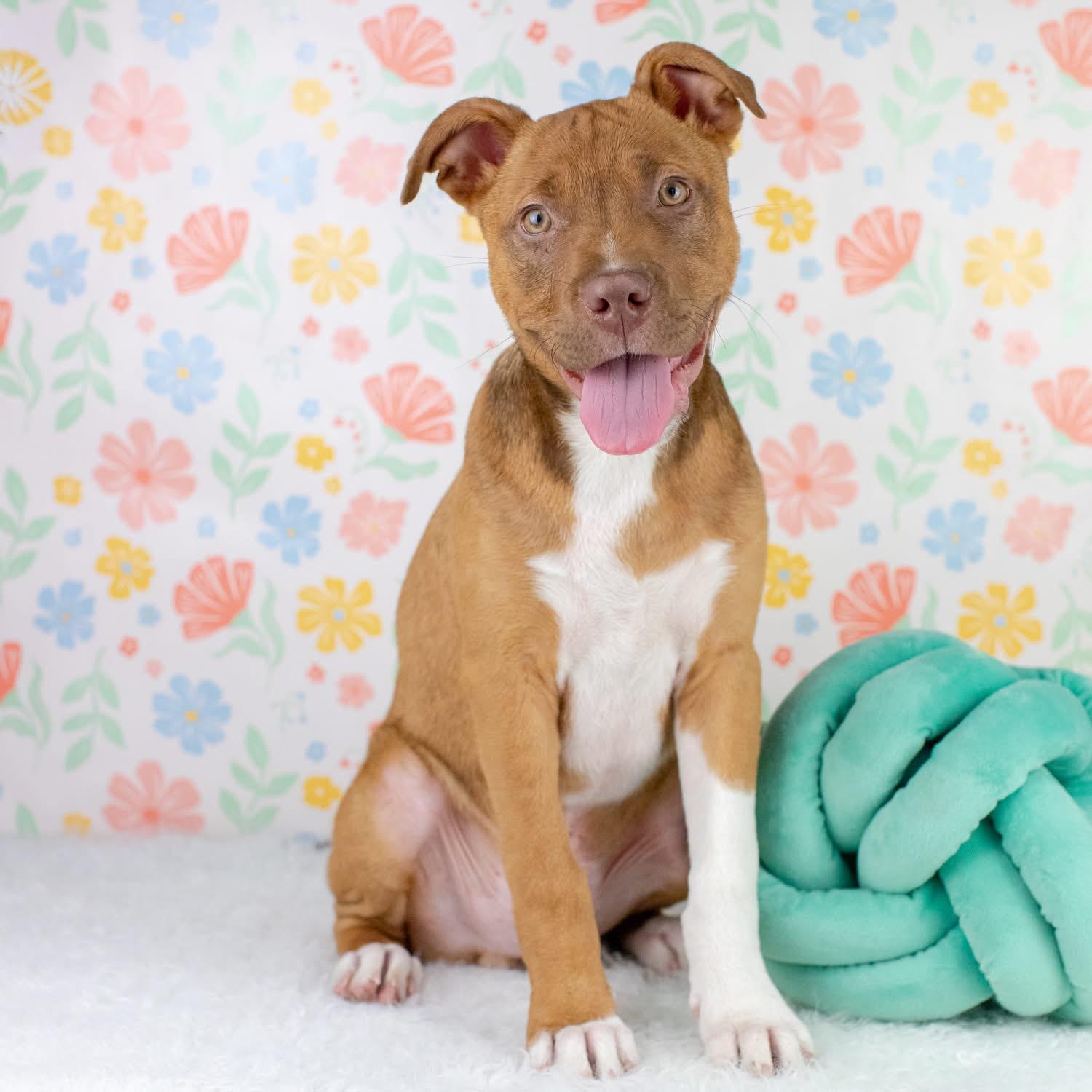 Enlarge Maldives, a Adoptable mixed breed in Smyrna, GA image 3/3