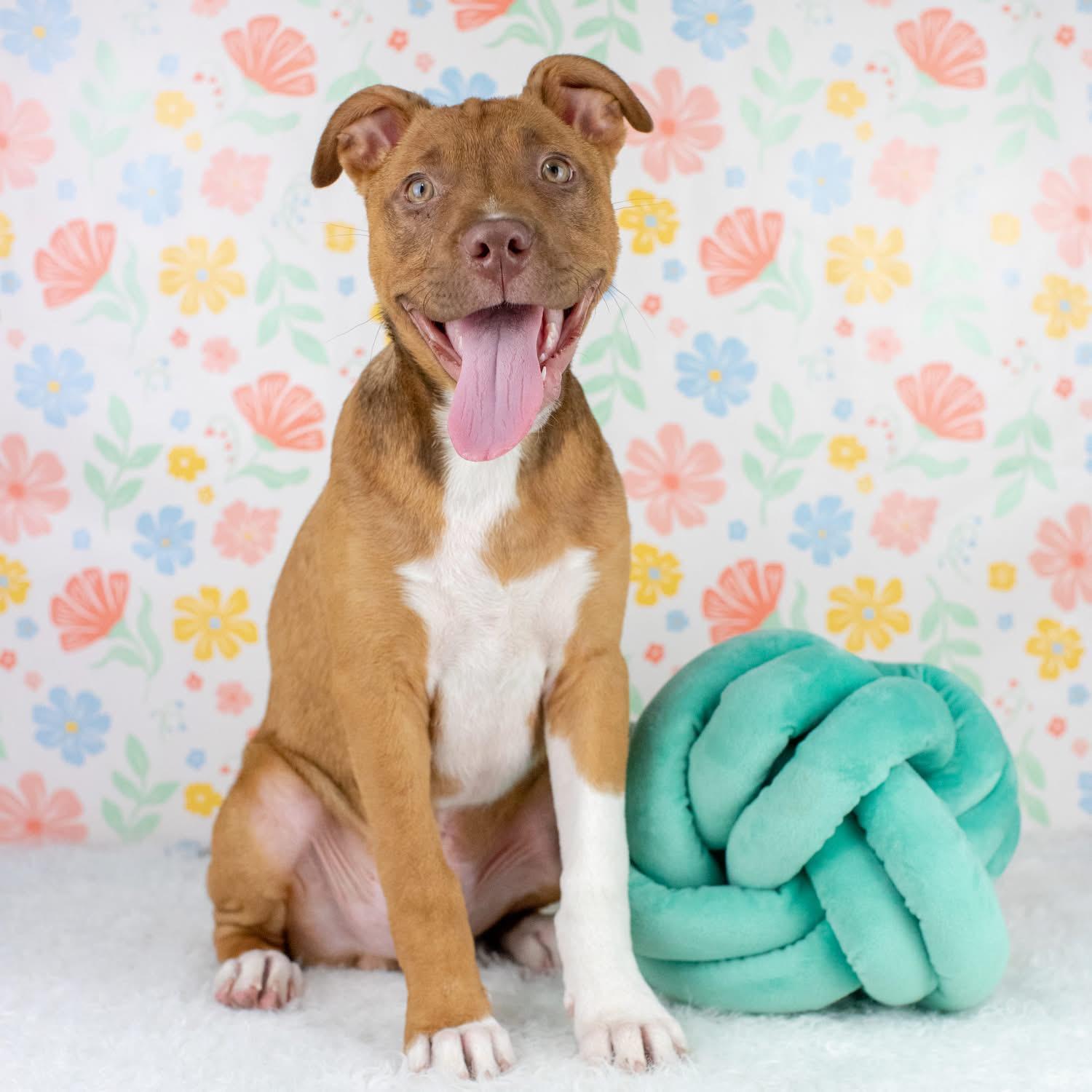 Enlarge Maldives, a Adoptable mixed breed in Smyrna, GA image 2/3