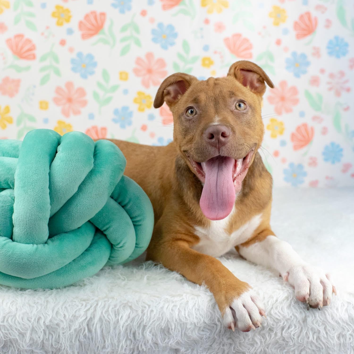 Enlarge Maldives, a Adoptable mixed breed in Smyrna, GA image 1/3