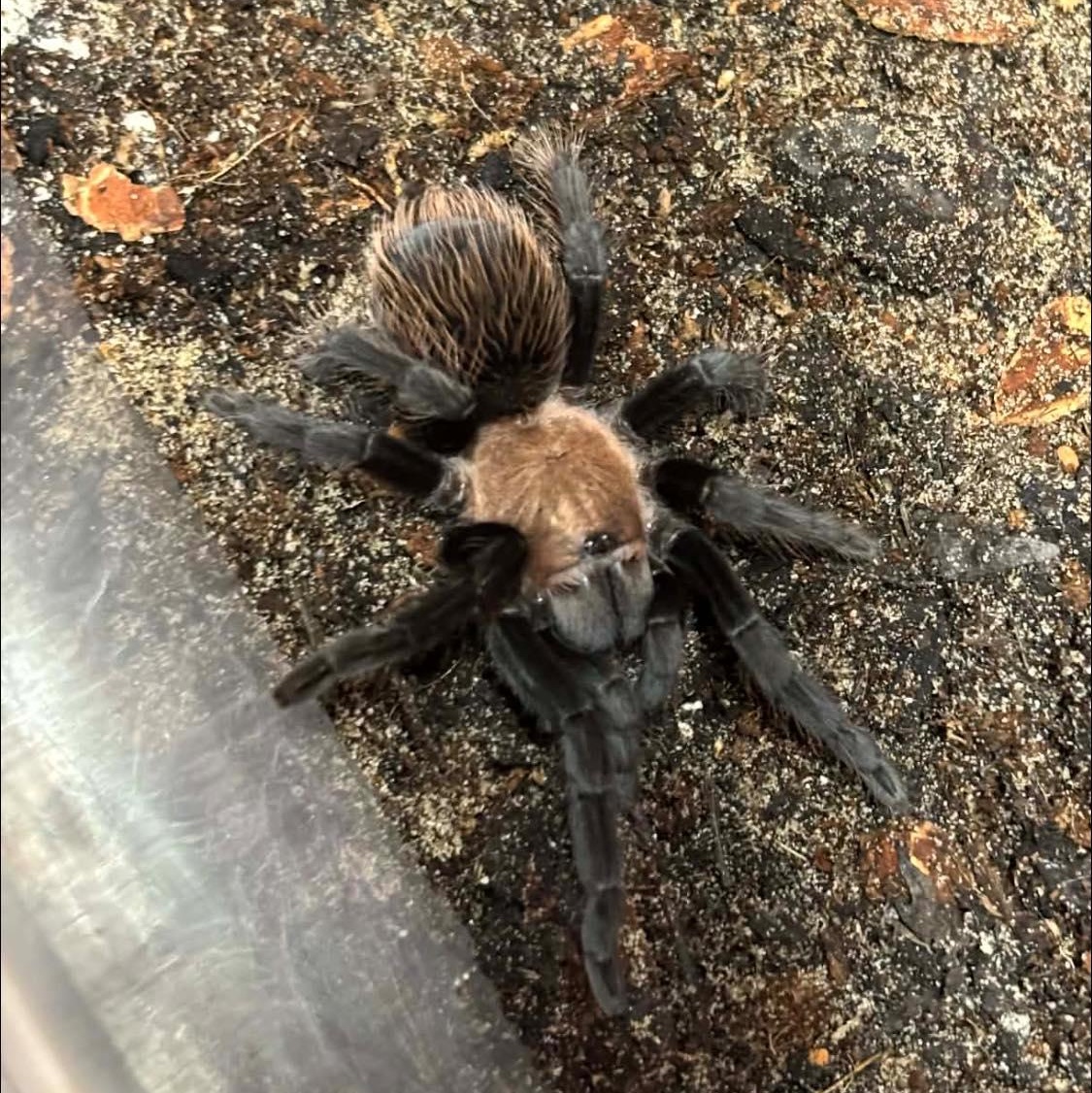 Enlarge Golden red rump tarantula, an adopted Tarantula in Durham, NC image 1/1