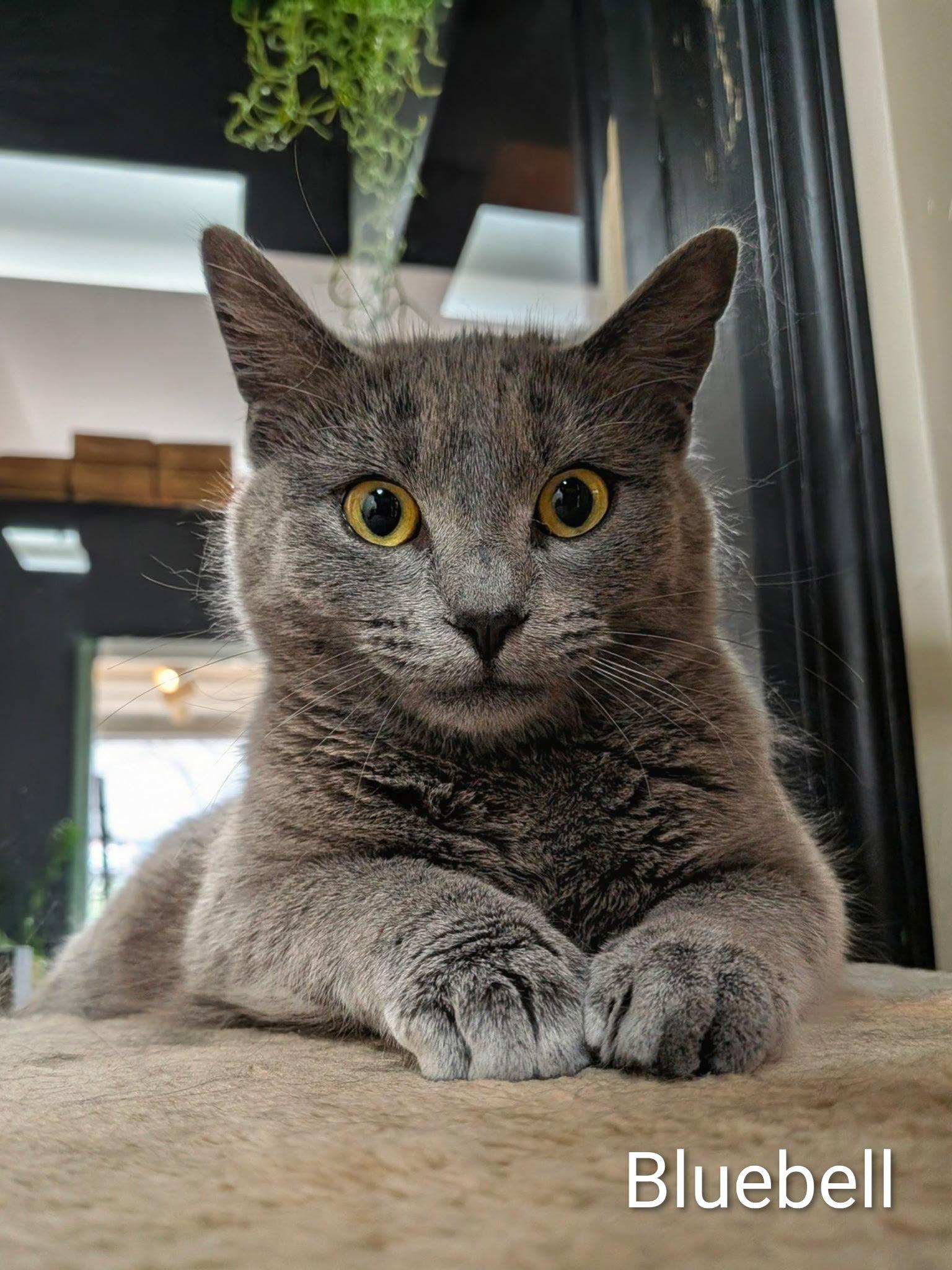 Enlarge Blue Belle, a Adopted Domestic Short Hair in Lake Saint Louis, MO image 1/1
