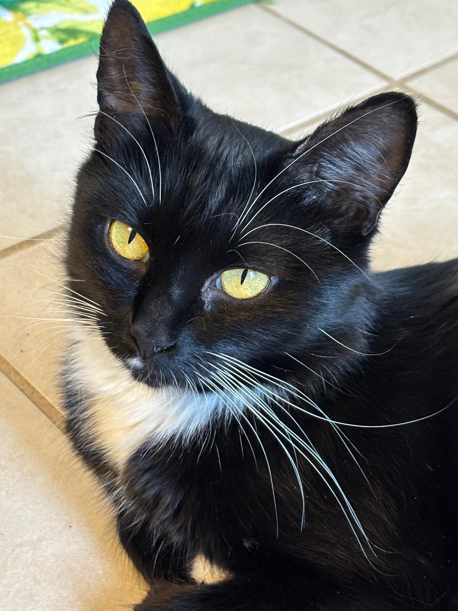Panda, Adoptable, Adult Female Domestic Medium Hair.