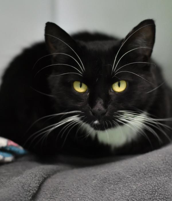Enlarge Panda, a Adoptable Domestic Medium Hair in Marietta, GA image 2/6
